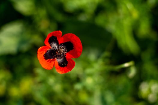 Wild Poppy flower with blur green grass background