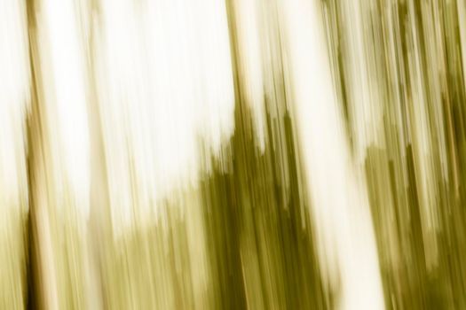 Abstract wood trees background. Camera low shutter panning shot