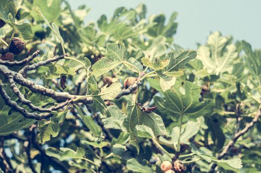 Dry fig fruit on the figs tree with green leafs