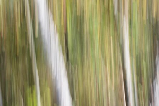 Abstract wood trees background. Camera low shutter panning shot