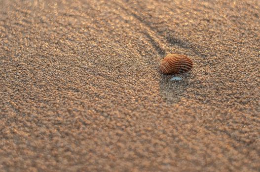 Sea mollusk shell on the beach sand