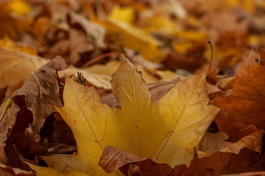 Colorful autumn fall maple leaves on the ground. Soft close-up photo