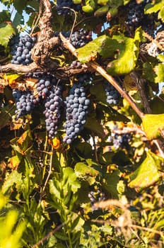 Blue grape Winegrapes brucn in the garden