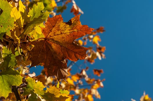 Colorful autumn maple leaves on a tree branch. Soft close-up photo