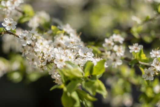 Kyiv, Ukraine, april 2014: Blossom of the Wild Plum in the forest