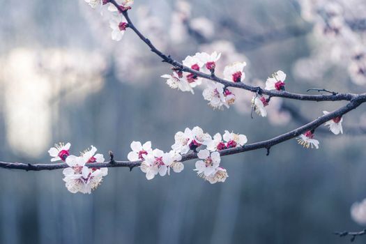 Kyiv, Ukraine, april 2014: Blossom of the Wild Plum in the forest