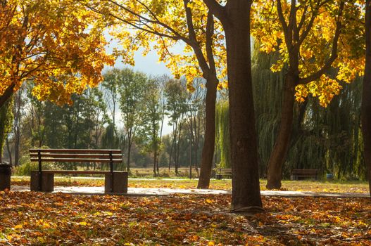 Bila Tserkva, Ukraine - 11 october 2019. Colorfull fall tree in small park near river Ros
