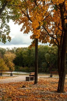 Bila Tserkva, Ukraine - 11 october 2019. Colorfull fall tree in small park near river Ros