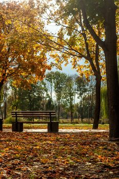 Bila Tserkva, Ukraine - 11 october 2019. Colorfull fall tree in small park near river Ros