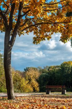 Bila Tserkva, Ukraine - 11 october 2019. Colorfull fall tree in small park near river Ros