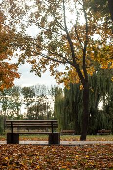 Bila Tserkva, Ukraine - 11 october 2019. Colorfull fall tree in small park near river Ros