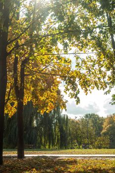 Bila Tserkva, Ukraine - 11 october 2019. Colorfull fall tree in small park near river Ros