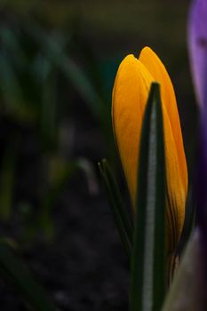 Close-Up Saffron Crocuses in the garden Spring April 2021