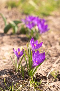 Close-Up Saffron Crocuses in the garden Spring 2021