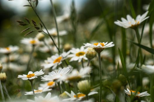 Wild Chamomile flower close-up with blurred background photography