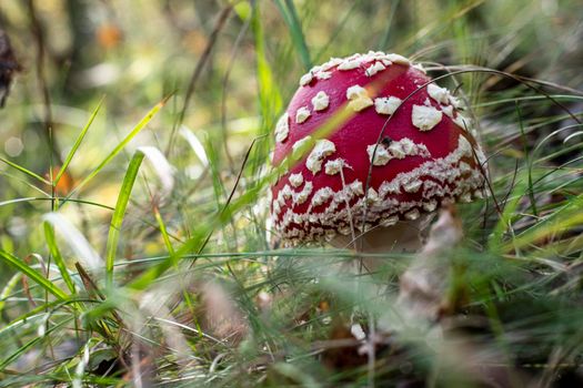 Mushroom Amanita Muscaria close up in fall autumn forest