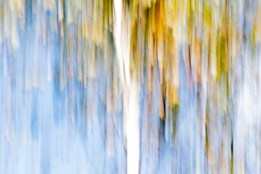 Abstract wood trees background. Camera low shutter panning shot