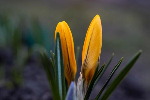 Close-Up Saffron Crocuses in the garden Spring April 2021