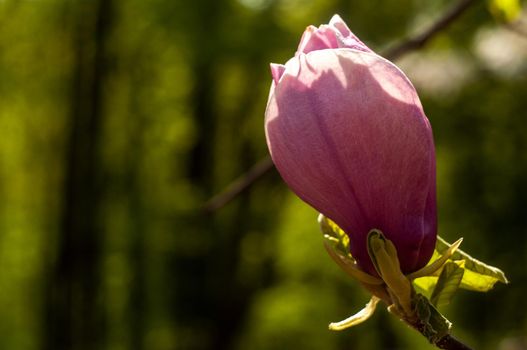 Magnolia tree blossom