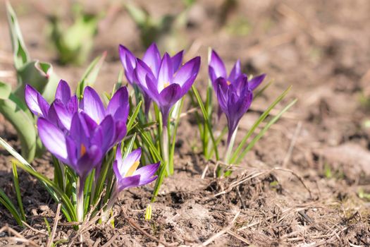 Close-Up Saffron Crocuses in the garden Spring 2021