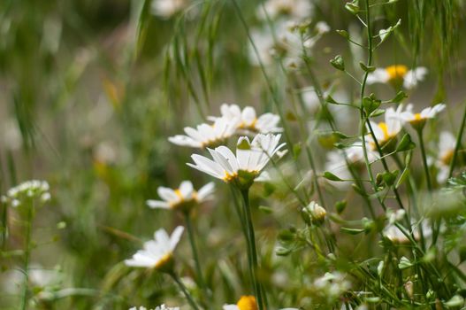 Wild Chamomile flower close-up with blurred background photography