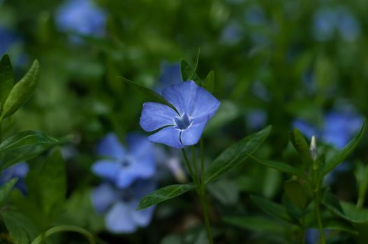 Vínca Periwinkle flower close-up photography