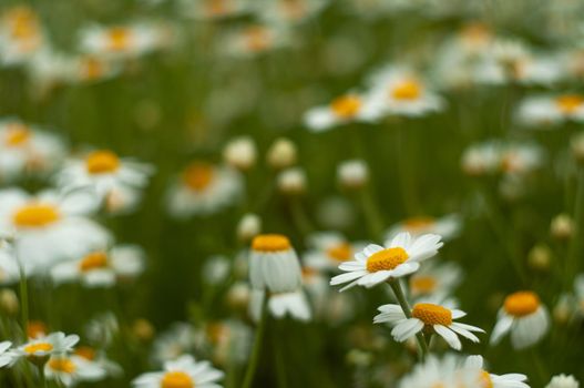 Wild Chamomile flower close-up with blurred background photography