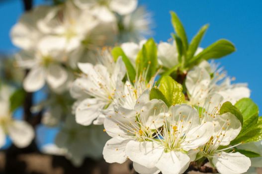 Blossom cherry tree flowers close-up photography