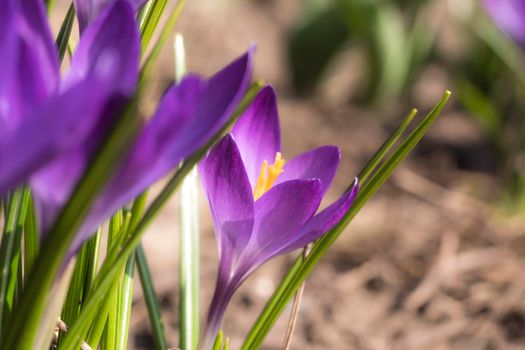 Close-Up Saffron Crocuses in the garden Spring 2021