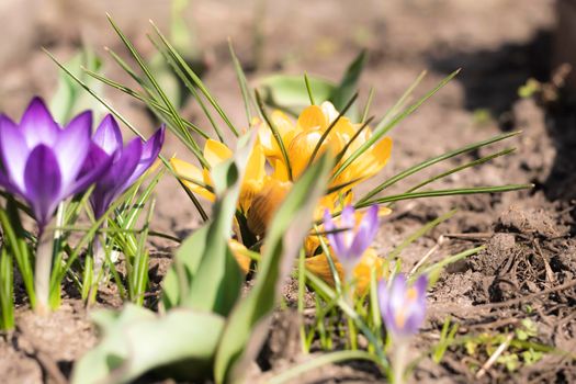 Close-Up Saffron Crocuses in the garden Spring 2021