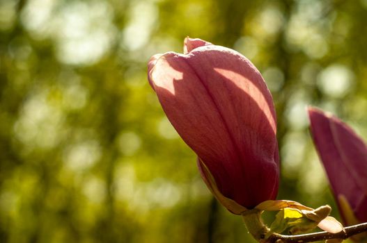 Magnolia tree blossom