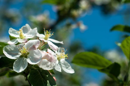 Blossom Apple tree flowers close-up photography