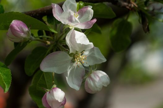 Blossom Apple tree flowers close-up photography