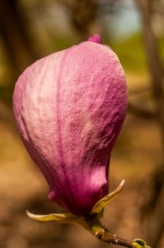 Magnolia tree blossom