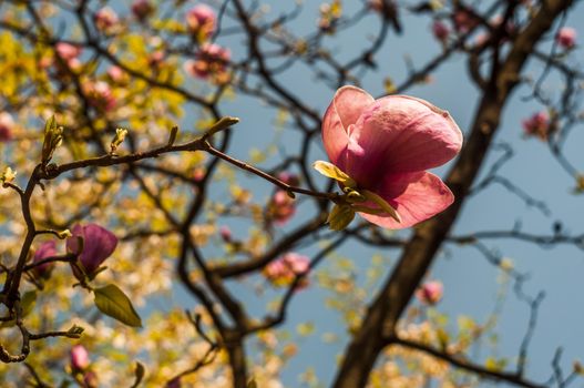 Magnolia tree blossom