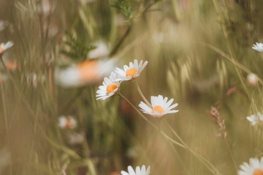 Ukraine, Kyiv -summer 2021: Wild daisy flowers in the Eco Park Osokorky