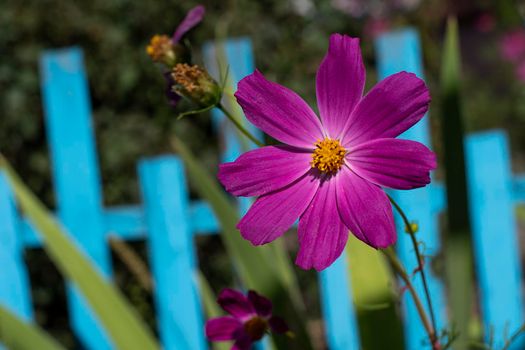 Blossom different flowers in small city garden