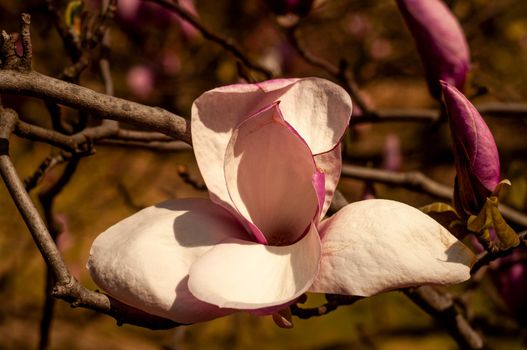 Magnolia tree blossom