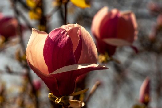 Magnolia tree blossom