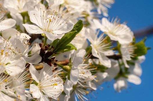 Blossom cherry tree flowers close-up photography