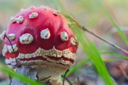 Mushroom Amanita Muscaria close up in fall autumn forest