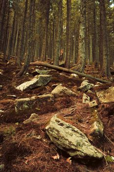 Big Woods And Stones In Mountain Forest, Dense Coniferous Forest On A Hill, Impassable Thicket With Large Boulders And Trunks Of Old Fallen Trees Lying On Earth