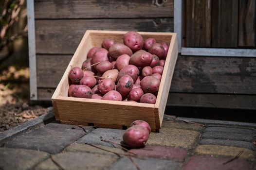Eco wooden box with fresh harvested crop of red potatoes for sale at farmers market. Agribusiness. Cultivating and harvesting organic vegetables in ecologically-friendly farms and agricultural field