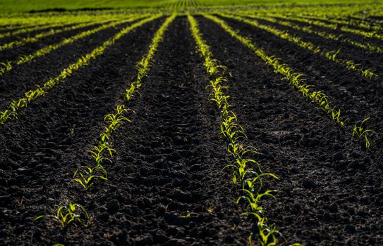 Agriculture concept. Rows of young green corn plants growing on a vast field with dark fertile soil. Agricultural process of cultivation of corn