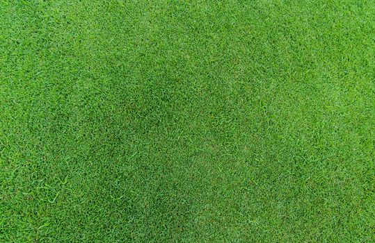 Green grass texture background. Golf course grass. Top view of green grass of turf lawn texture background. Turf grass on golf course. Sports field. Turf care business background. Lawn carpet texture.