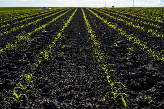 Young corn field on a spring evening. Agriculture field