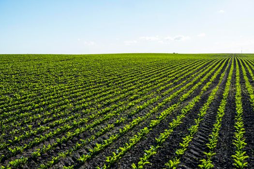 A young beet sprout grows from the soil in the evening. Agrarian industry