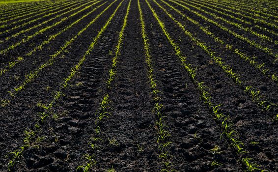 Green parallel lines of a young corn field. Maize plants just started to sprout and stalks are a few inches high. The field is just plowed and the ground is moist and clean of weeds