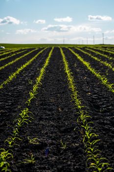 Cornfield. Rural landscape with a field of young corn. Rows of young green corn plants growing on a vast field with dark fertile soil