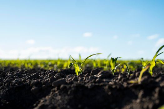 Young shoots of corn closeup. Fertile soil. Farm and field of grain crops. Agriculture. Rural landscape with a field of young corn